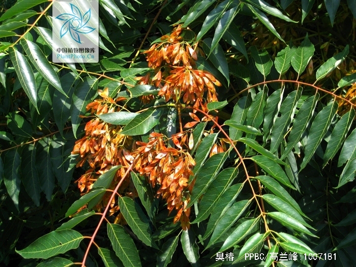 樗 /a>(chū),又名 a href="#" data-lemmaid="1177671">椿树 /a>和 a