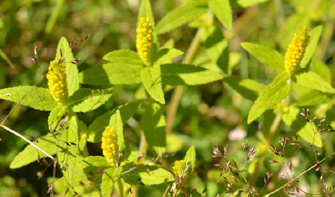  p>毛穗香薷(elsholtzia eriostachya (benth.