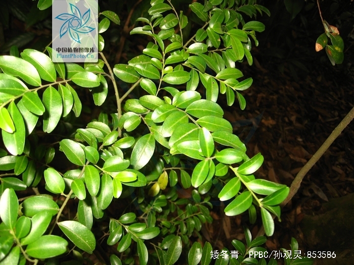 矮冬青