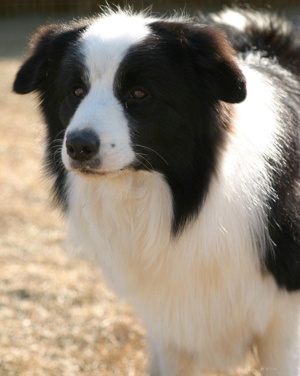  p>布列塔尼猎犬 是一种紧凑,结合紧密的中型犬,外观是一种长腿狗