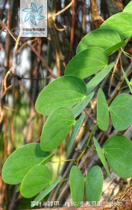 孪叶羊蹄甲