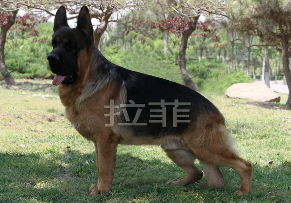 锤系德牧,锤系德国牧羊犬,锤系牧羊犬,锤系等因为属于新版德国牧羊犬