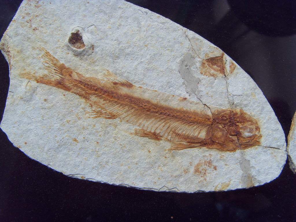  p>狼鳍鱼是原始的 a href="#" data-lemmaid="8722458">真骨鱼类 /a>