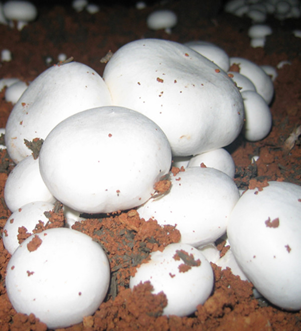 qianbaixiaogu. 浅白小菇分布于西藏等地,夏秋季在混交林中地上生长.