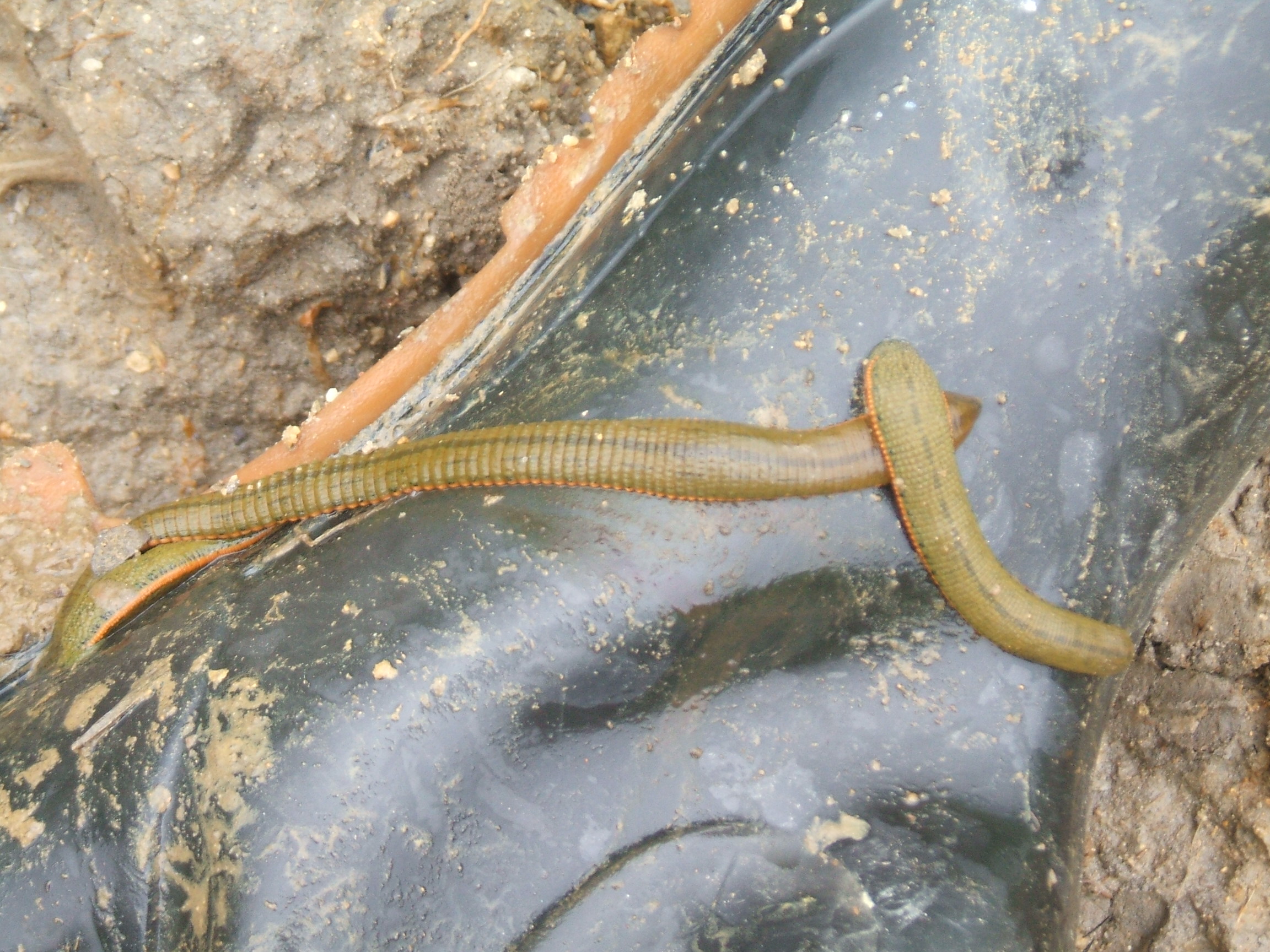  p data-id="gnbtipbgz2">菲牛蛭在广西俗称金边蚂蟥,是广西特色的