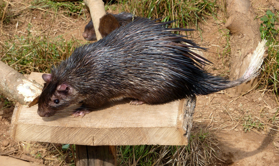  p>非洲帚尾豪猪(学名: i>atherurus africanus /i>):小型 a href="#"