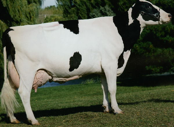 中国黑白花奶牛