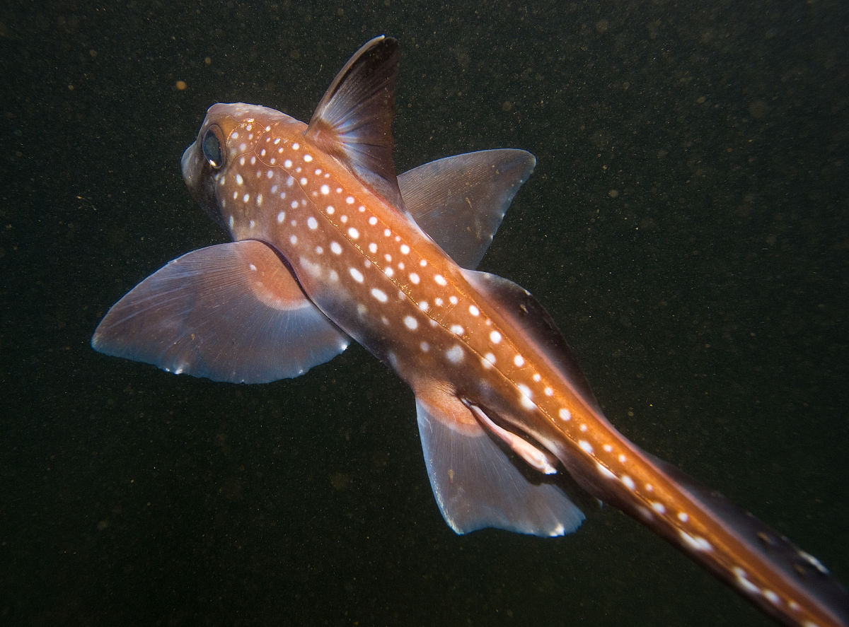  p>银鲛,俗称带鱼鲨,海兔子, a href="#">软骨鱼纲 /a> a href="#">