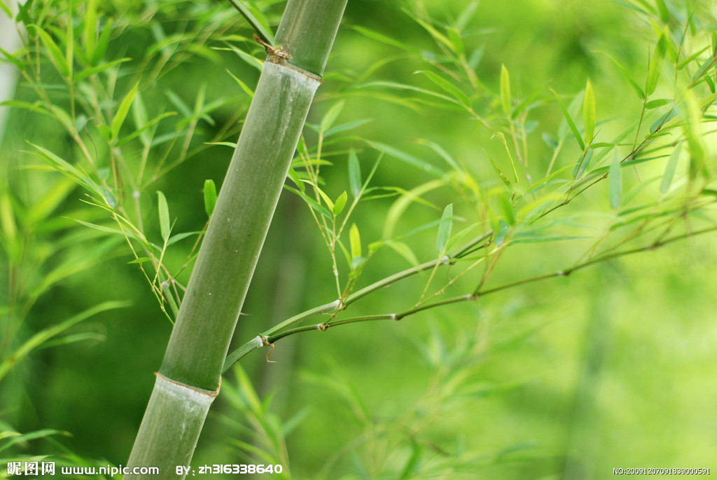  p>峨眉箬竹(学名: b>indocalamus /b>  b>emeiensis /b> c. d.