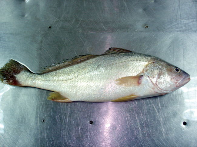  p>浅色黄姑鱼,学名: i>nibea coibor  /i>(hamilton, 1822) ,属于 a