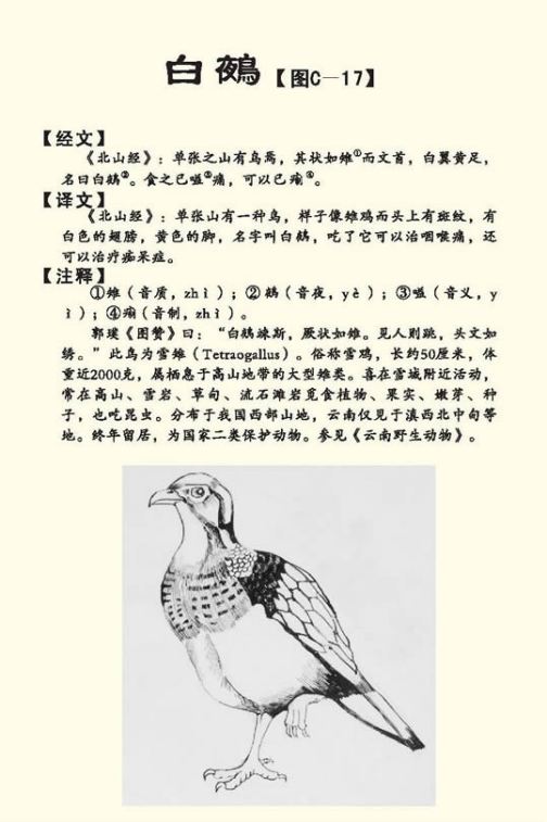 白鵺_百度百科