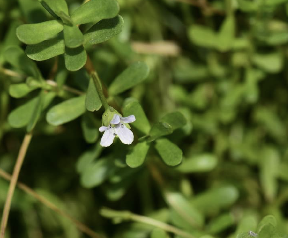 bacopa monnieri