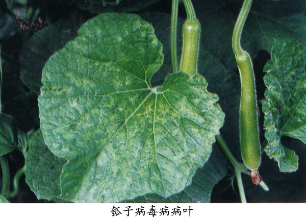 瓠子,葫芦病毒病