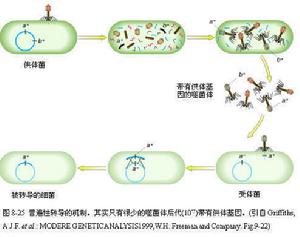  p>转导(transduction)由 a target="_blank" href="/item/噬菌体