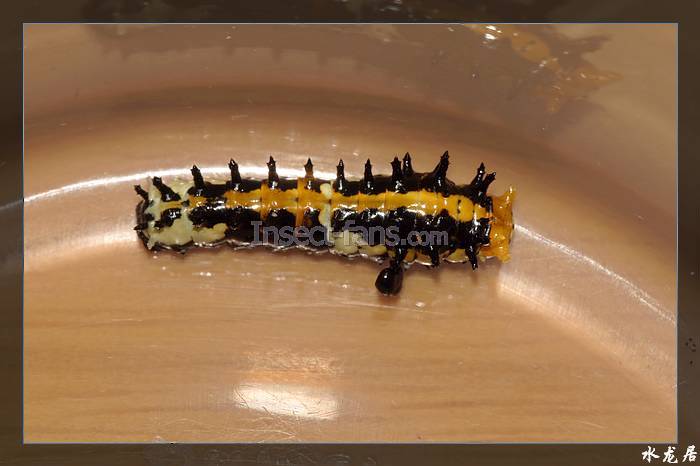  p>斑凤蝶( i>chilasa clytia /i>&nbsp;linnaeus,1758)是凤蝶科