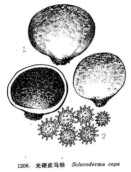  p>光硬皮马勃,形态特征:子实体小.近球形或扁球形,宽1.