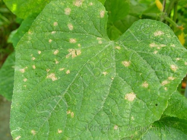黄瓜细菌性角斑病