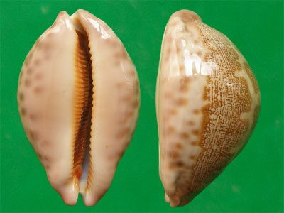  p>地理宝螺(学名:leporicypraea geographica geographica)是腹足纲