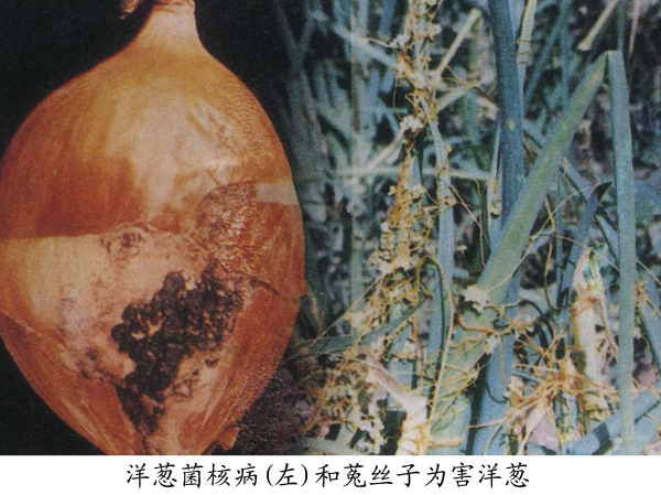 大葱,洋葱菌核病
