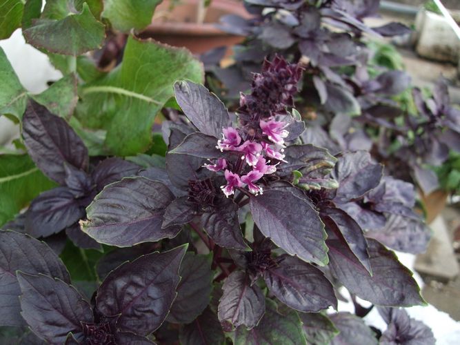  p>紫罗勒,ocimum basilicum purple ruffles,英语名字 :basil, a