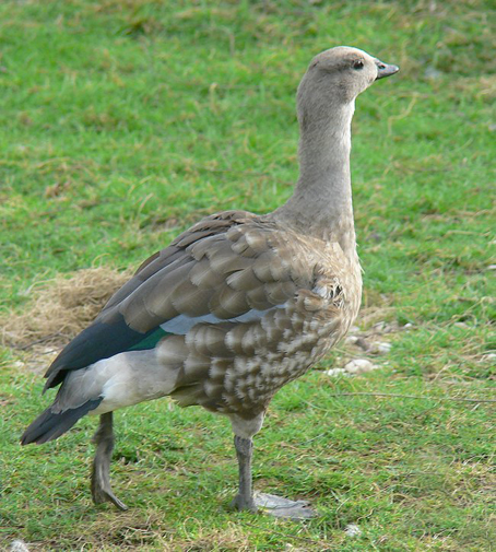 因雁翅有灰蓝色羽毛故名