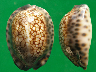  p>石胎宝螺(学名:mauritia maculifera scindata)是腹足纲宝螺科的 a