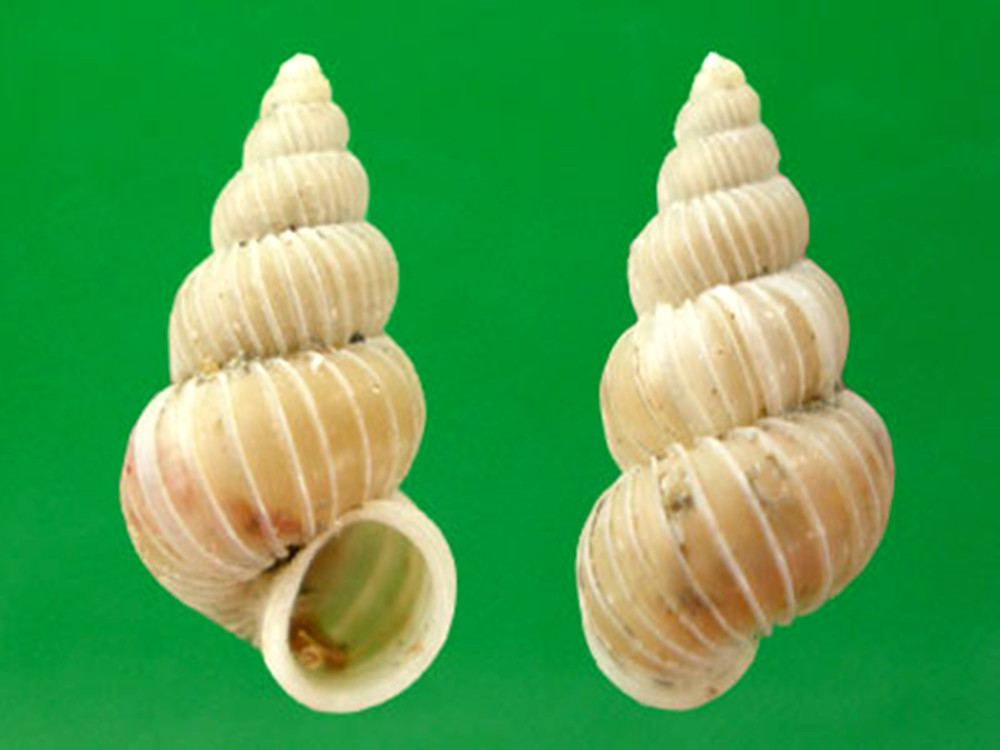  p>林氏海蛳螺是 a>异腹足目 /a>海蛳螺科的一种生物,贝壳呈圆锥形或