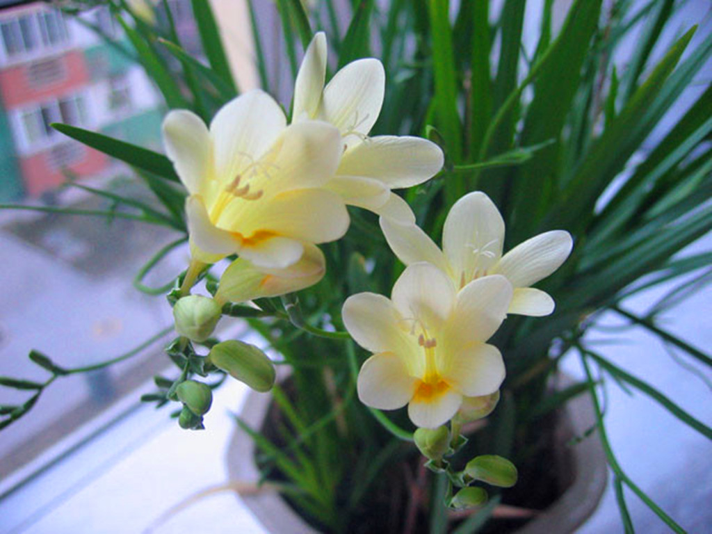 hedyosmum orientale merr.