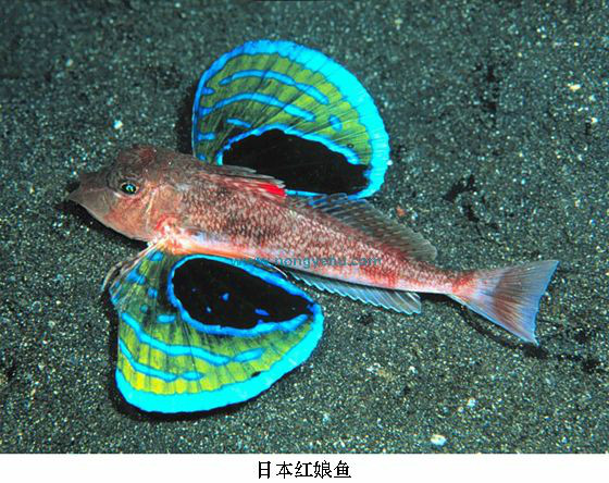  p>日本红娘鱼(学名:lepidotrigla japonice)为鲂 科 a href="#" data