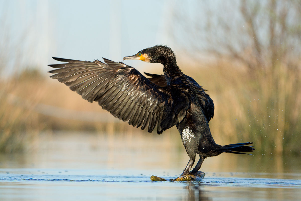 great cormorant