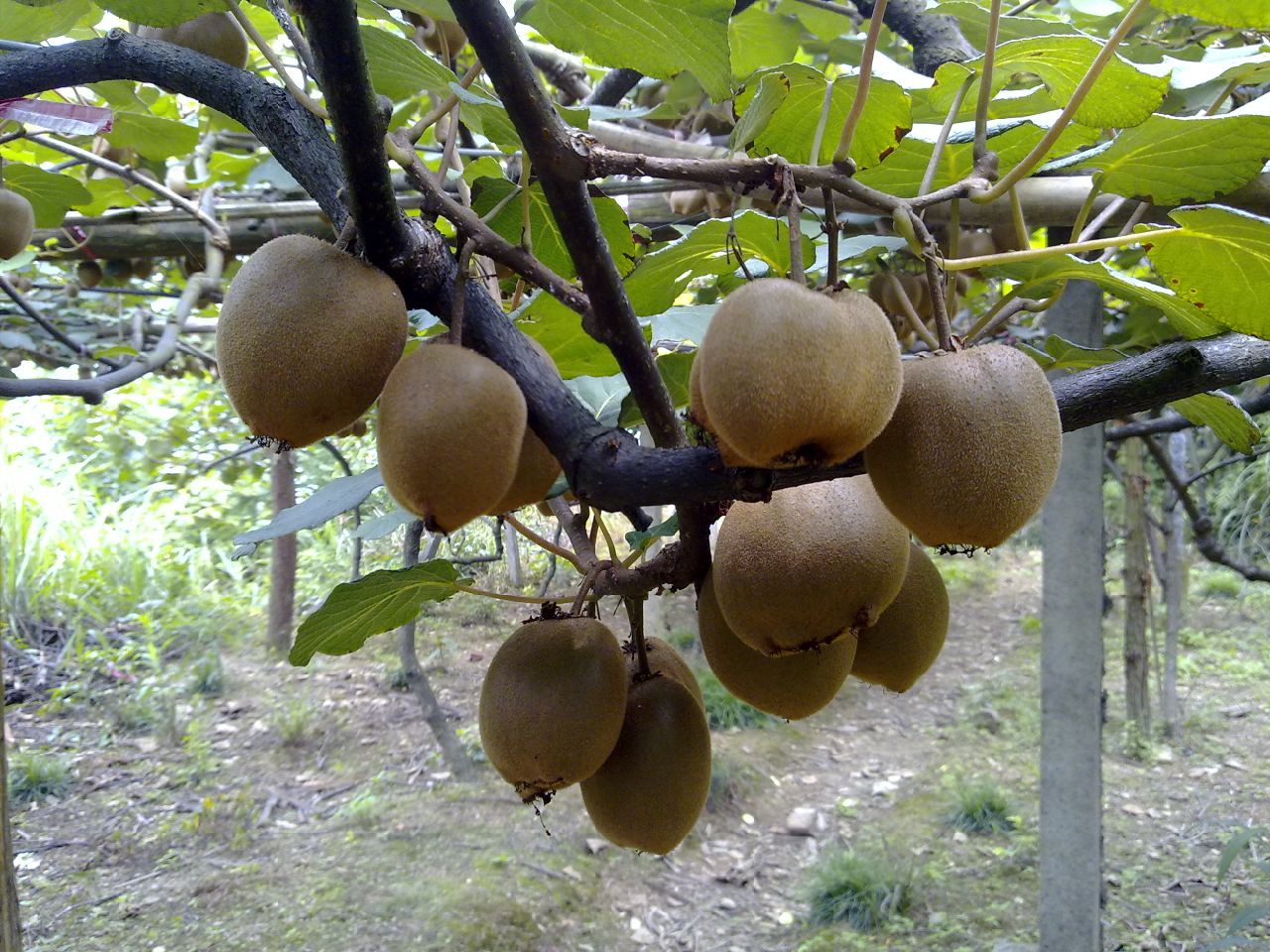  p>薄叶猕猴桃(学名: i>actinidia leptophylla /i> c. y.