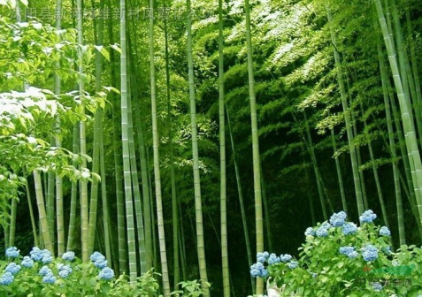 单轴散生竹_百度百科
