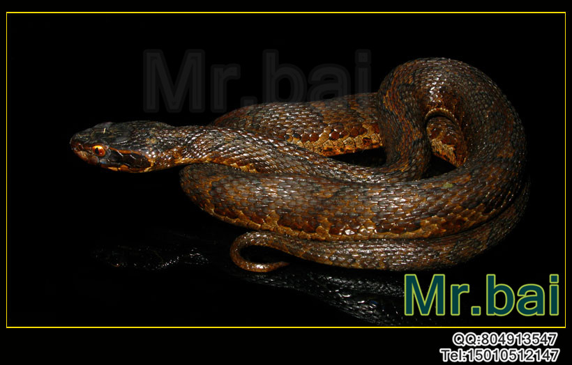  p>短尾蝮(学名: i>gloydius brevicaudus /i>)又称草上飞,地扁蛇