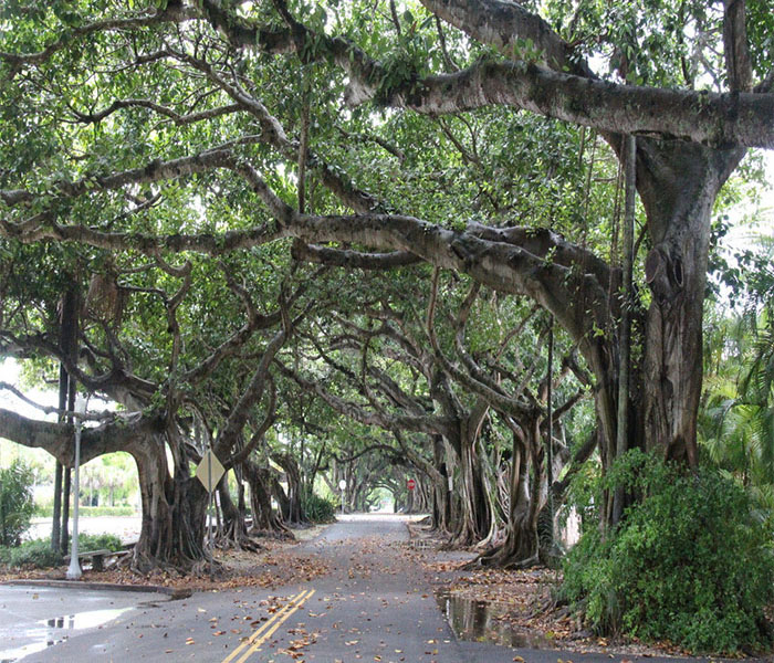 p> b>榕树 /b>(学名: i>ficus microcarpa /i>  linn. f.