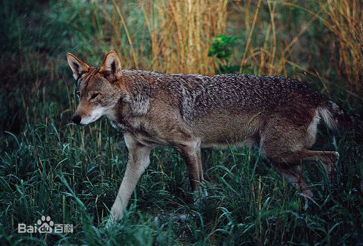  p>红狼(学名: i>canis rufus /i>)是一种生存在 a target="_blank"