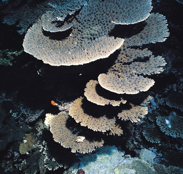  p>板叶鹿角珊瑚是水螅型的单体或群体动物,外触手芽形成块状,叶状或