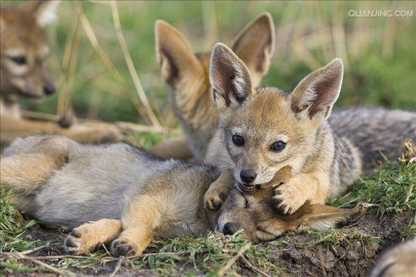 p>黑背胡狼(学名: i>canis mesomelas /i>):个头较小,长相似狗,行动