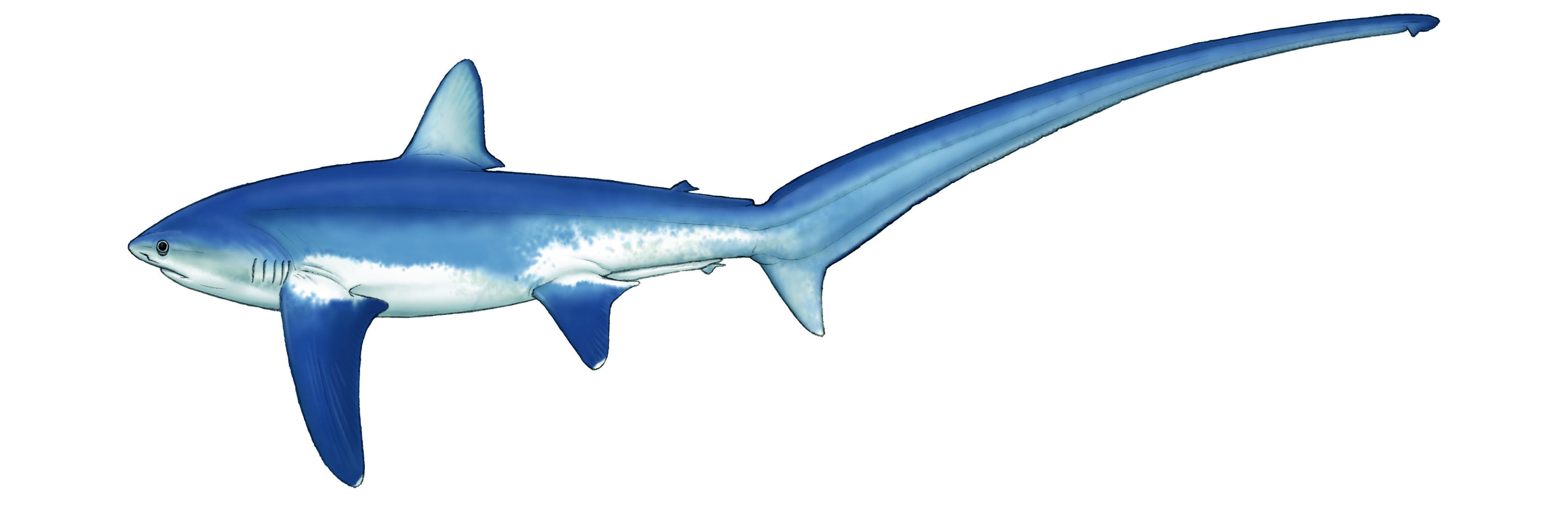 common thresher shark