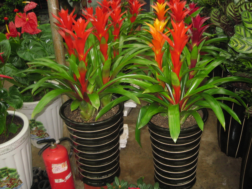 凤梨花种植方法和技术