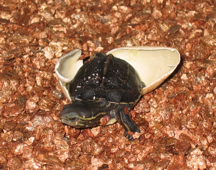  p>云南闭壳龟(学名: i>cuora yunnanensis /i>)是龟科,闭壳龟属爬行