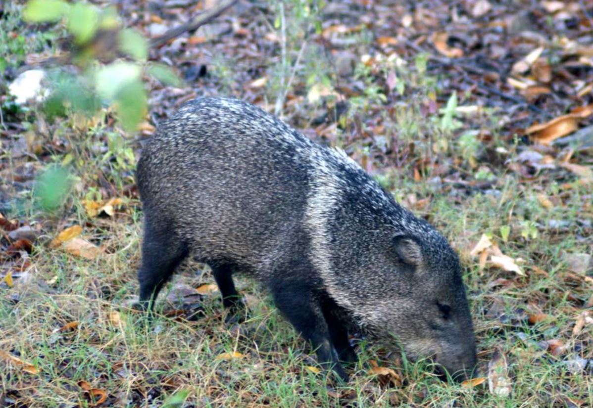  p>领西猯(学名: i>pecari tajacu /i>):是哺乳纲,西猯科的野猪,属于