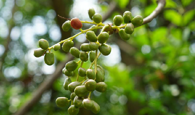  p>厚皮树属( a href="#" data-lemmaid="8074290">学名 /a>:lannea a