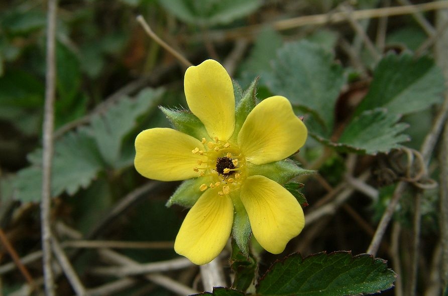  p>合瓣花(adlumia asiatica ohwi),亦称后生花被类,在将被子植物双子