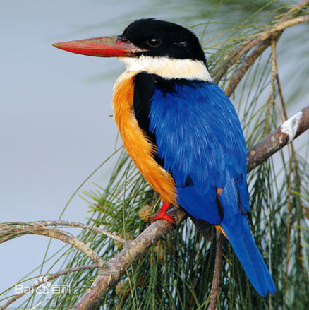  p>蓝翡翠(学名: i>halcyon pileata /i>)是翠鸟科翡翠属的鸟类.