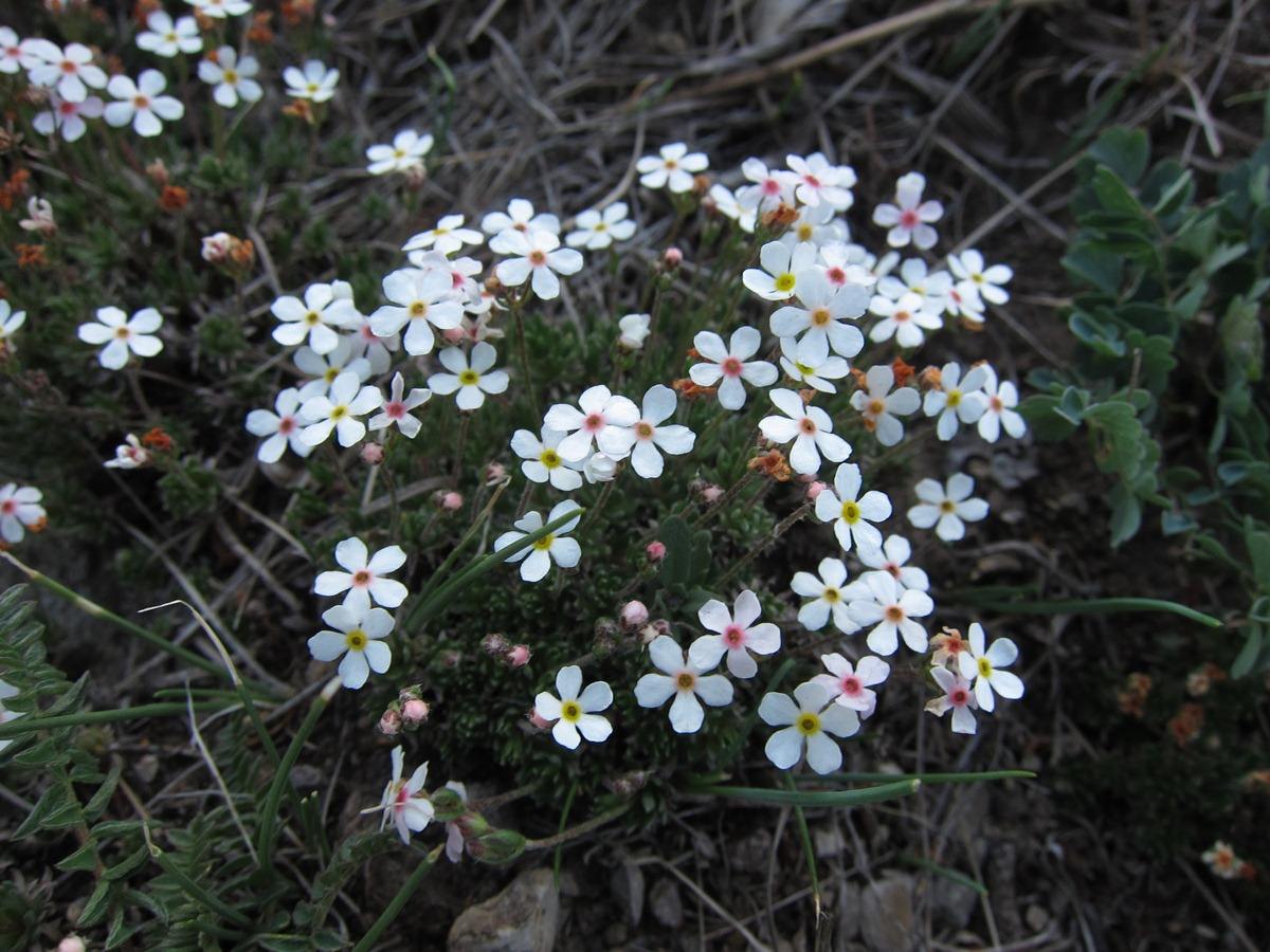  p>白花点地梅,报春花科 a href="#">点地梅属 /a>植物.