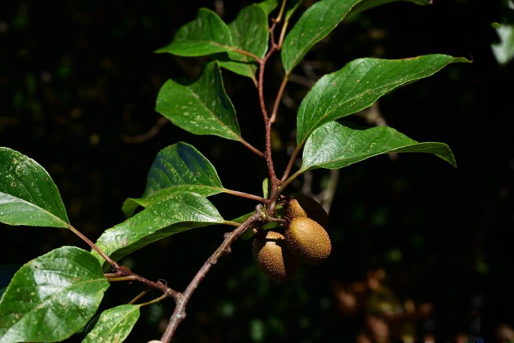  p>金花猕猴桃(学名: i>actinidia chrysantha /i> c. f.