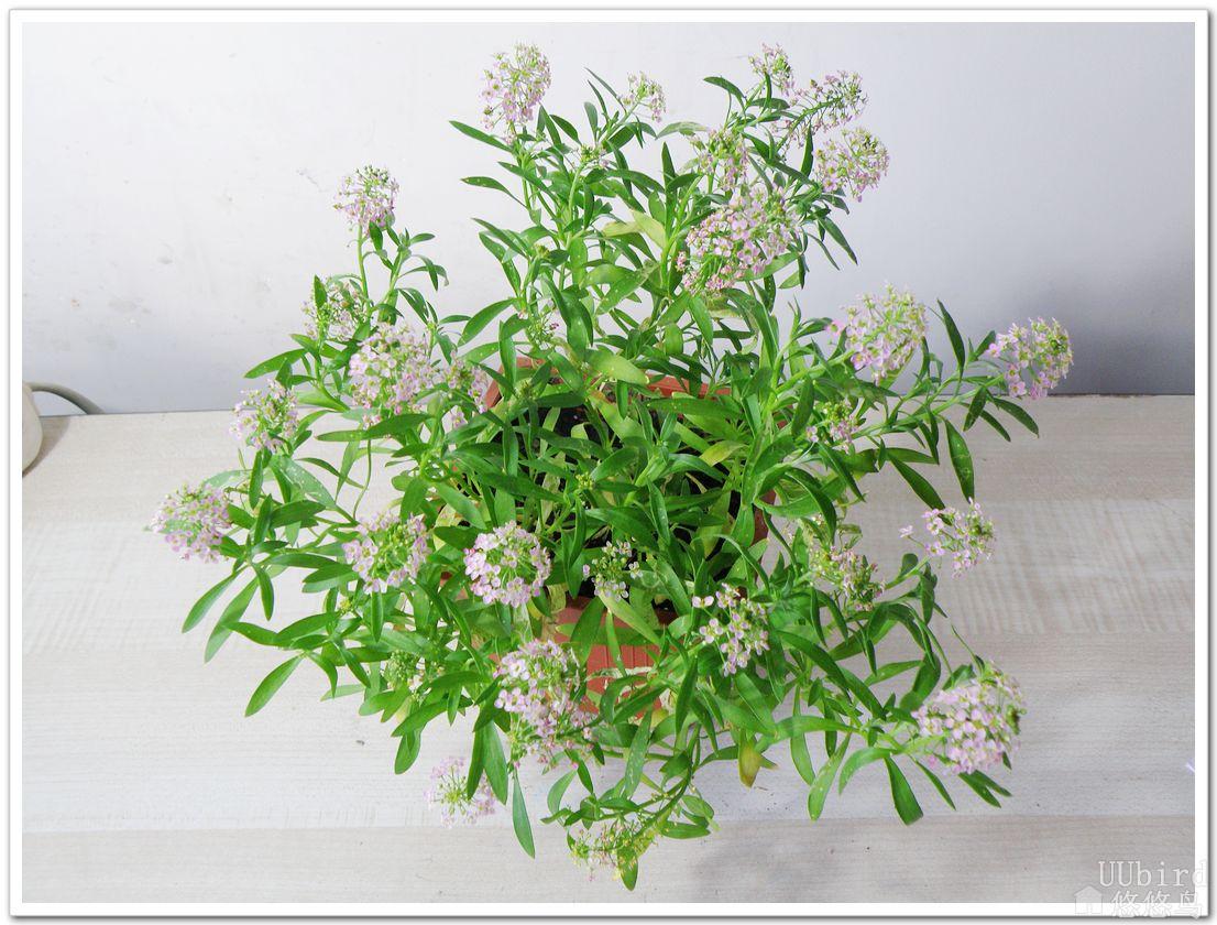  p>香雪球属,十字花科共有5种,多分枝; a target="_blank" href="