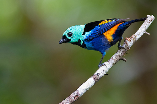  p>七彩唐加拉雀(学名: i>tangara fastuosa /i>)长约13.5厘米.