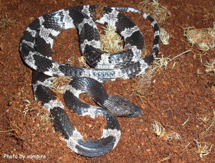  p>白环蛇(学名:lycodon aulicus)是游蛇科白环蛇属的爬行动物,主要