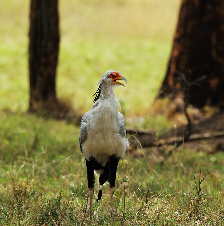  p>蛇鹫[shé, jiù],学名: i>sagittarius serpentarius  /i>(j. f.